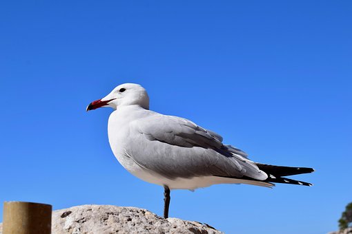 Free Birds Nature photo and picture
