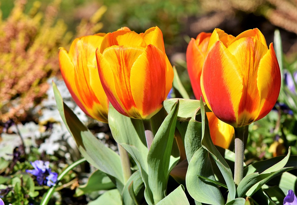 Tulip Karangan Bunga Mekar Foto Gratis Di Pixabay