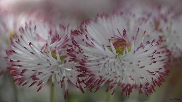 Free Flower Plant photo and picture