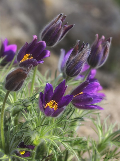 Free Nature Flower photo and picture