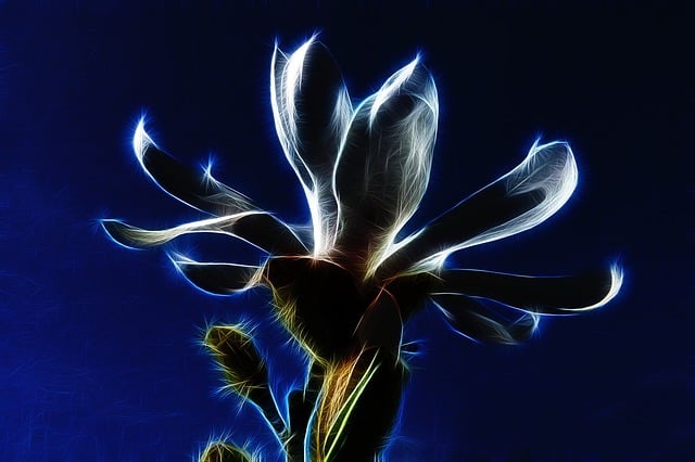 Fractalius, Sternmagnolie, Natur