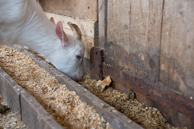 Free The Kid Goat photo and picture