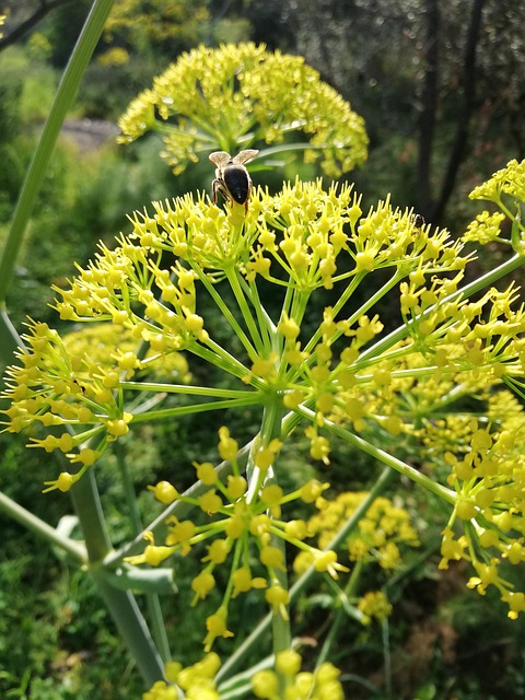 Natur, Plante, Blomst, Blad