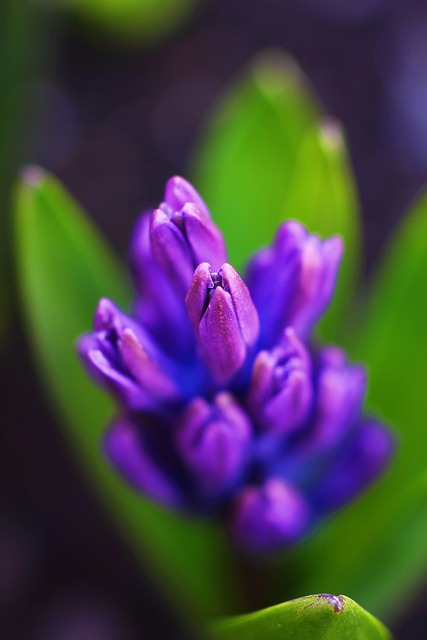 Natur, Blume, Blumen Hintergrund, Flora