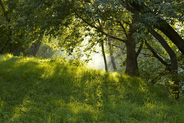 Free Nature Tree photo and picture