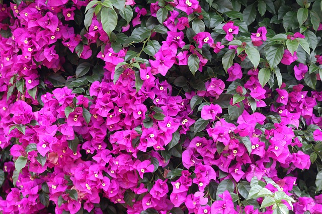 Free Flower Garden photo and picture