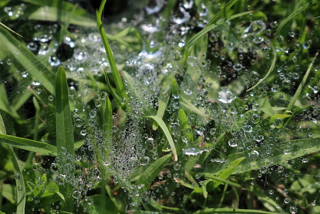 Free Nature Drop photo and picture