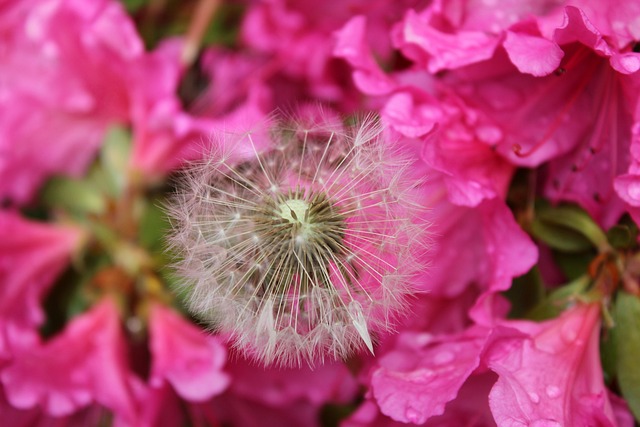 Free Nature Flower photo and picture