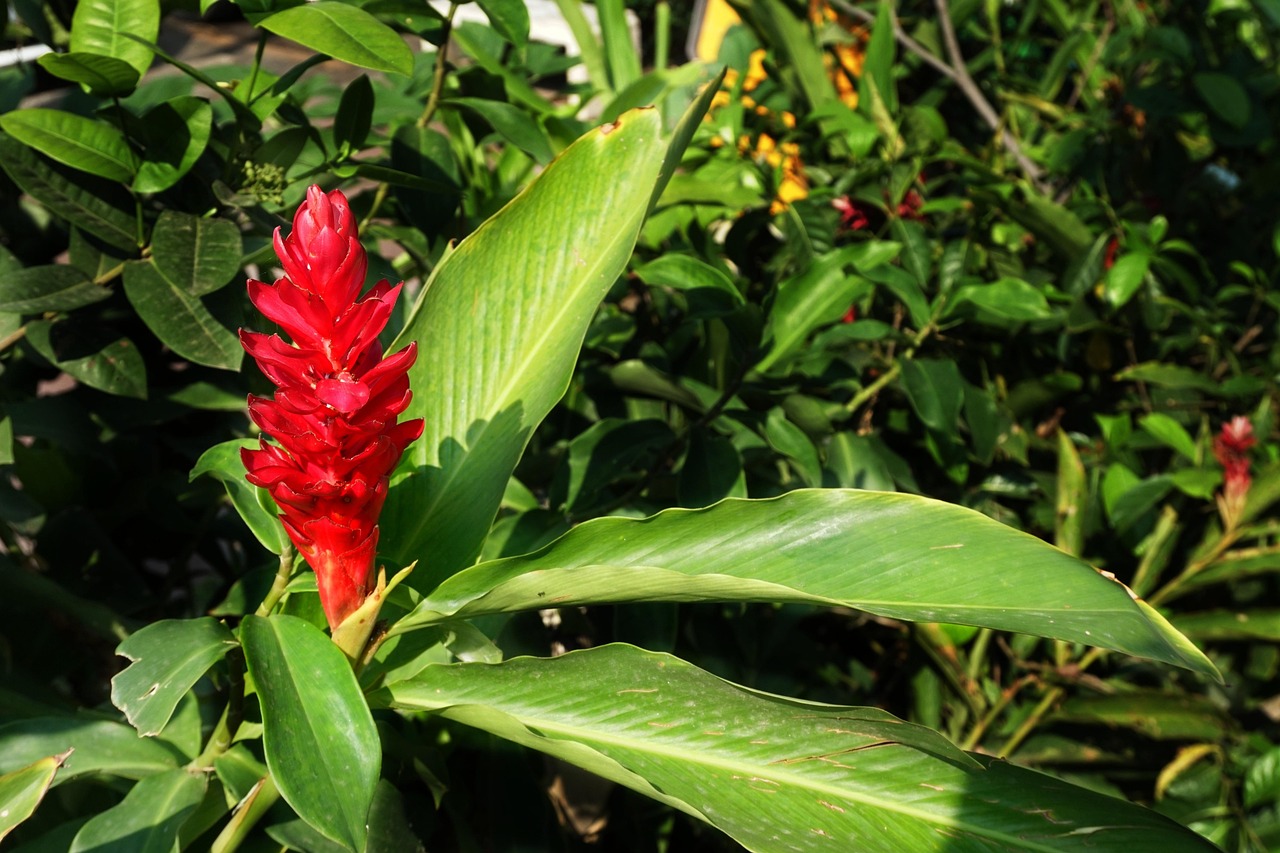 red-3287473_1280.jpg