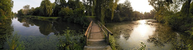 Madera, Naturaleza, Árbol, Puente, Lago