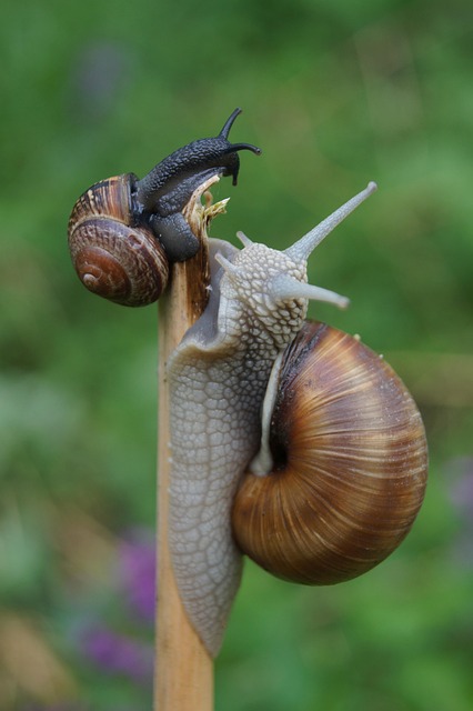 Lento, Caracol, Bauchfuesser, Baboso