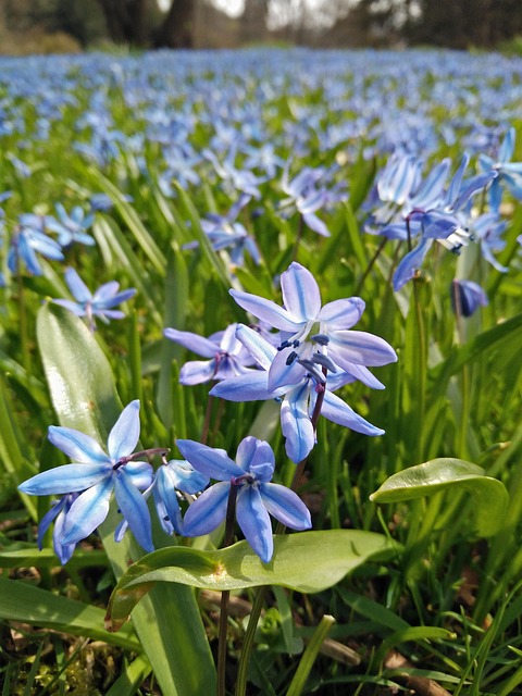 Free Nature Plant photo and picture