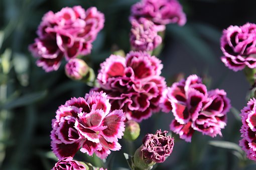 Free Flower Flower Wallpaper photo and picture