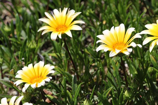 Free Nature Summer photo and picture