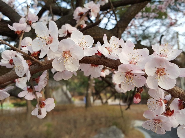 Free Cherry Spring photo and picture