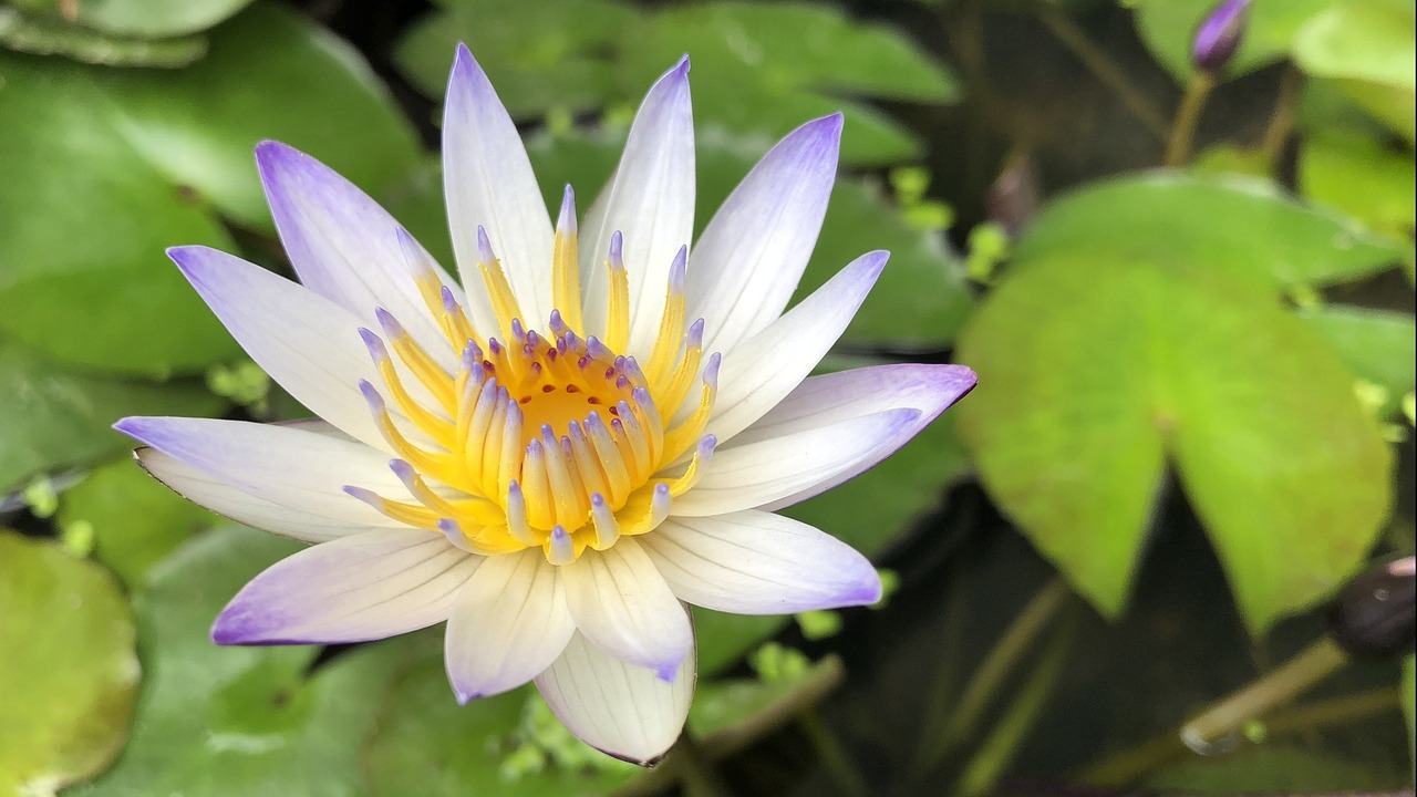 夏天有什么植物花 nature-3289038_1280.jpg