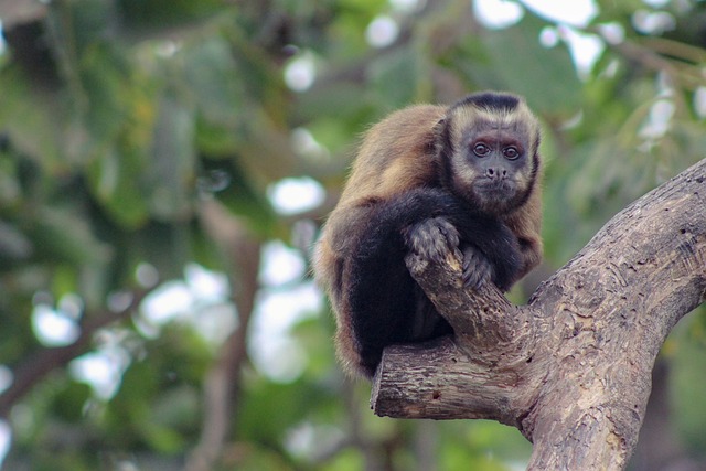 Free Mono Primates photo and picture
