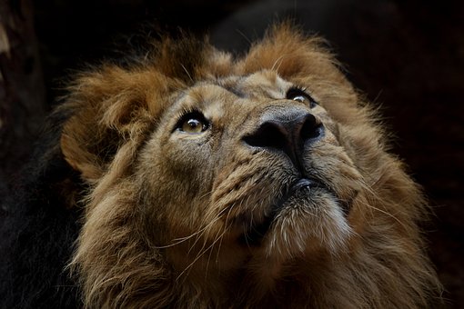 5000以上の無料ライオン 動物画像 Pixabay