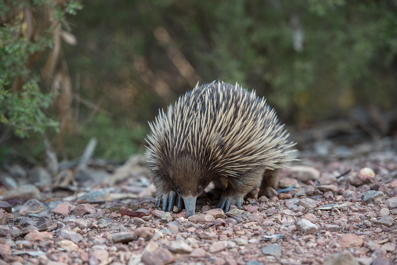 Plus De 30 Images De Hned Echidna Et De chidn Pixabay Plus De 30 Images De Hned Echidna Et De chidn Pixabay