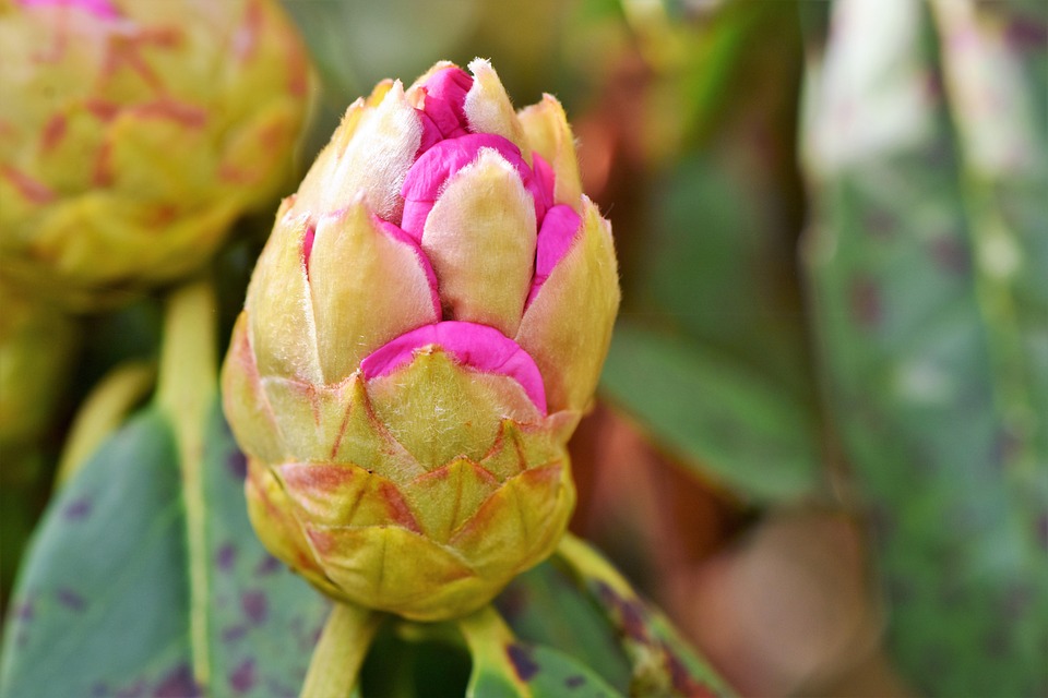 Rhododendron Rhododedron Buds Pink - Free photo on Pixabay - Pixabay