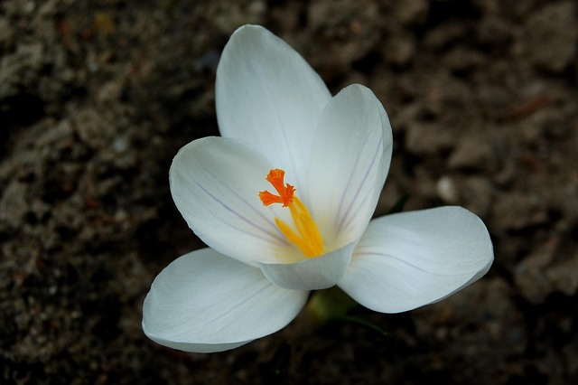 Free Crocus Nature photo and picture
