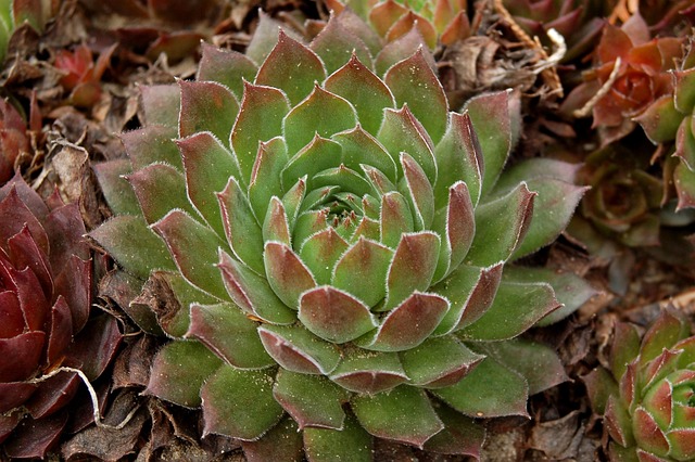 Free Rojnik Plant photo and picture