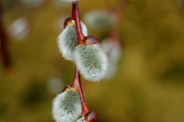 Free Willow Nature photo and picture