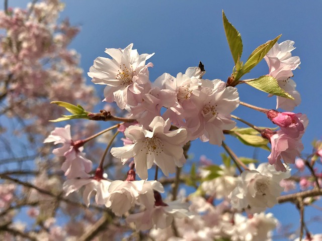 Free Flowers Wood photo and picture