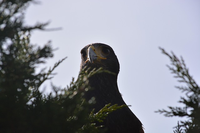 Free Bird Nature photo and picture
