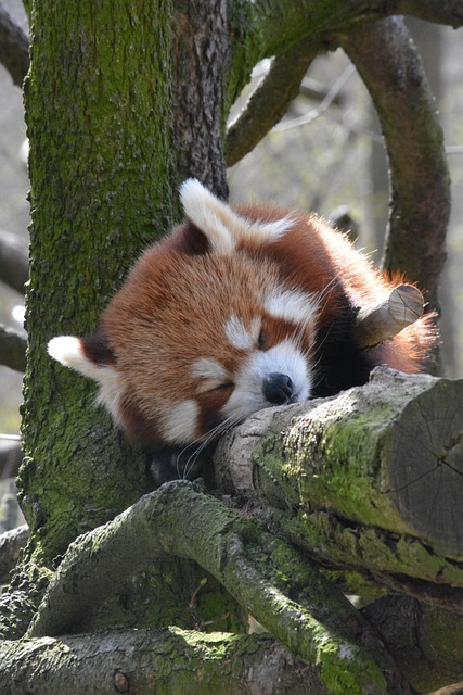 Free Rotbär Animal photo and picture