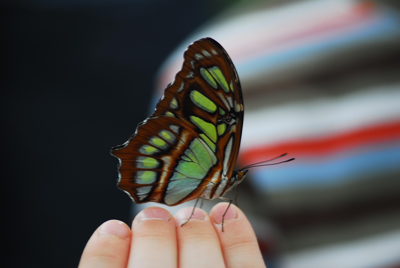 butterfly-3290666_1280.jpg