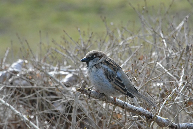 Free Sparrow Wildlife photo and picture