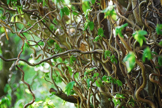 Free Nature Tree photo and picture