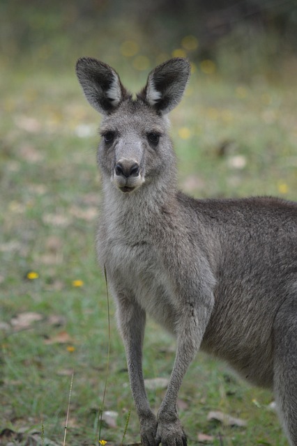 Free Kangaroo Wildlife photo and picture