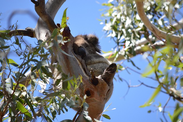 Free Koala Australia photo and picture