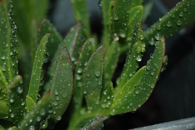 ใบไม้, ฝน, น้ำค้าง, Carpobrotus