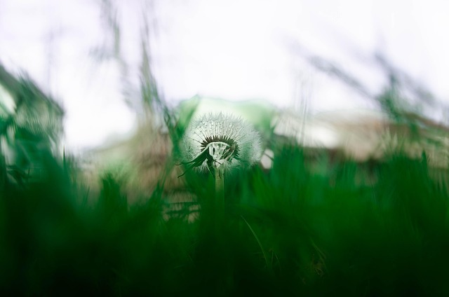 Free Nature Grass photo and picture