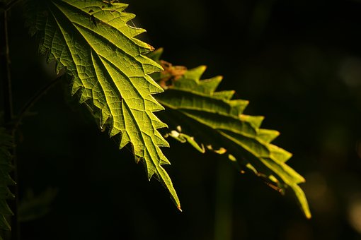 Blad, Hd Tapet, Brændenælde, Natur