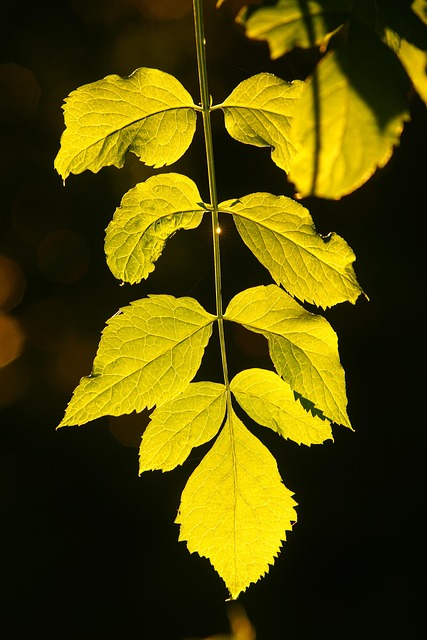 Blad, Natur, Flora, Udendørs, Vækst
