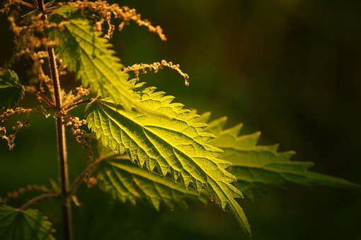 Blad, Natur, Flora, Udendørs, Træ
