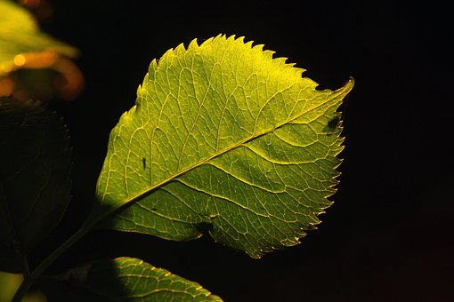 Blad, Natur, Flora, Udendørs, Vækst