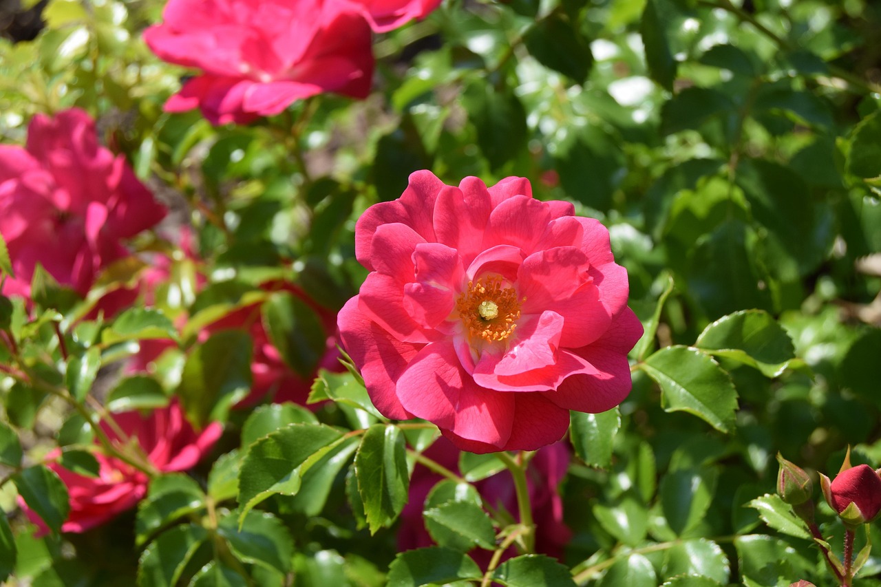 nature-3291133_1280.jpg