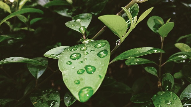 Free Leaf Flora photo and picture