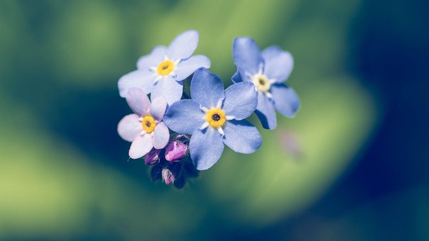 Free Nature Beautiful Flowers photo and picture