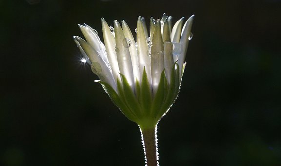 Blomst, Dråbe, Vanddråber, Dug