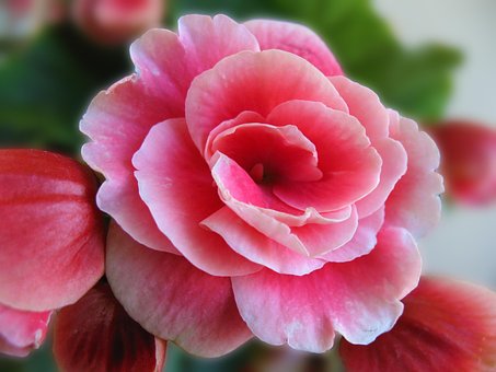 Free Flower Pink photo and picture