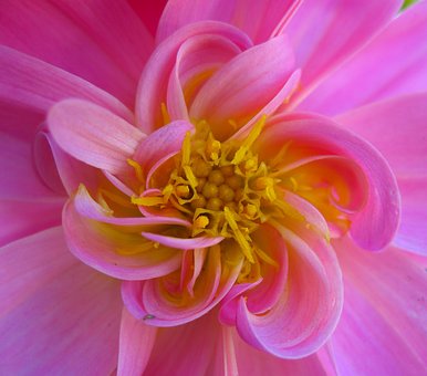 Free Dahlia Flower photo and picture