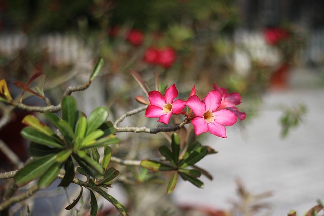 Free Flower Nature photo and picture