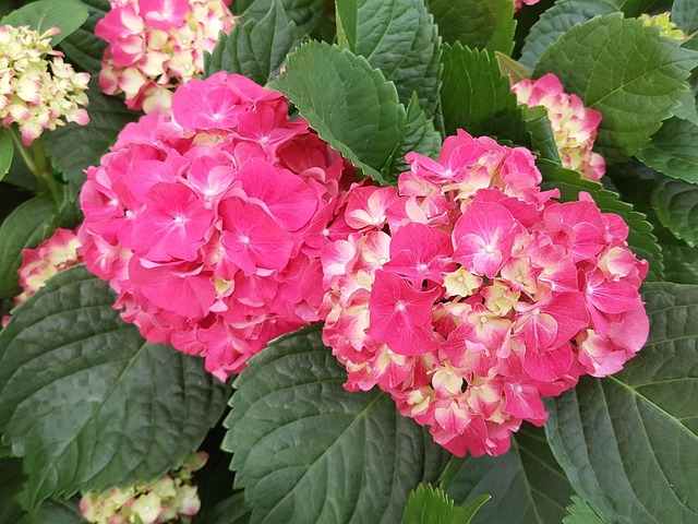 Free Nature Flower photo and picture