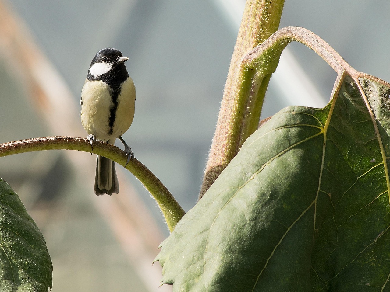 great-tit-nature-bird-free-photo-on-pixabay-pixabay